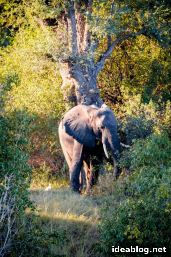 Chobe National Park and Victoria Falls Part Four 32 Victoria Falls Sunset Cruise