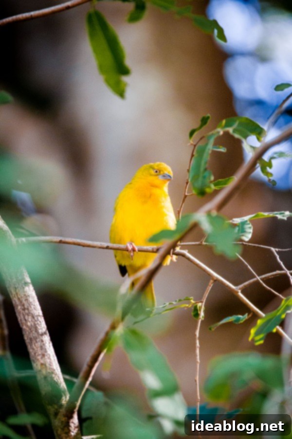 Chobe National Park and Victoria Falls Part Four 5 Yellow Weaver Bird