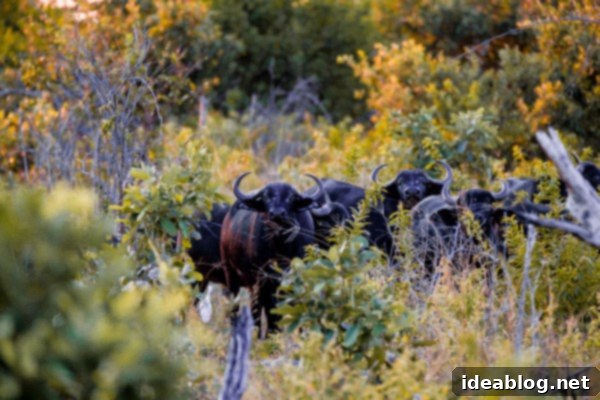 Chobe National Park and Victoria Falls Part Four 7 Cape Buffalo