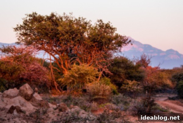 Kapama's Fifth Safari: Deep into South Africa's Wild Heart 2 Kapama Game Reserve South Africa Safari Landscape