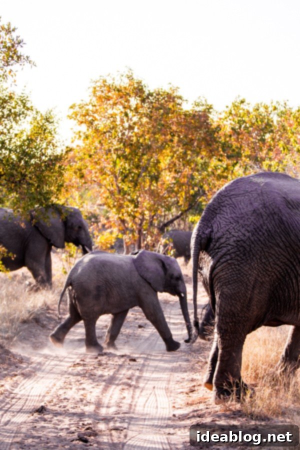 Kapama's Fifth Safari: Deep into South Africa's Wild Heart 11 Elephant Trunk and Tusks