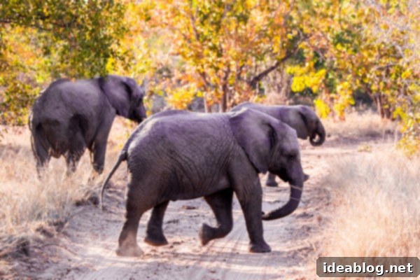 Kapama's Fifth Safari: Deep into South Africa's Wild Heart 12 Elephant Walking Through Bush
