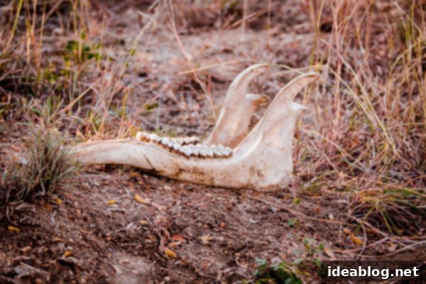 Kapama's Fifth Safari: Deep into South Africa's Wild Heart 17 Kapama Game Reserve South Africa