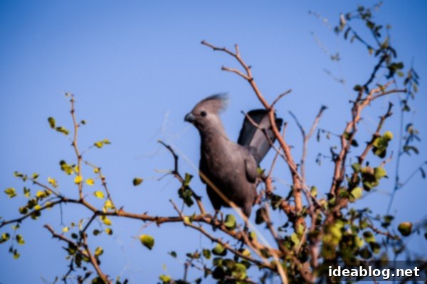 Kapama's Fifth Safari: Deep into South Africa's Wild Heart 18 Kapama Game Reserve South Africa