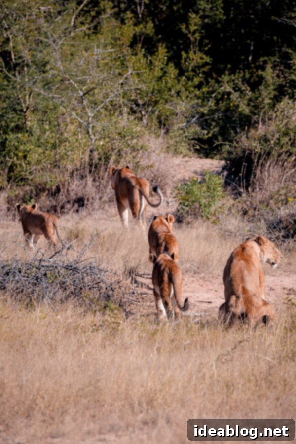 Kapama's Fifth Safari: Deep into South Africa's Wild Heart 19 Lion Cub Playing