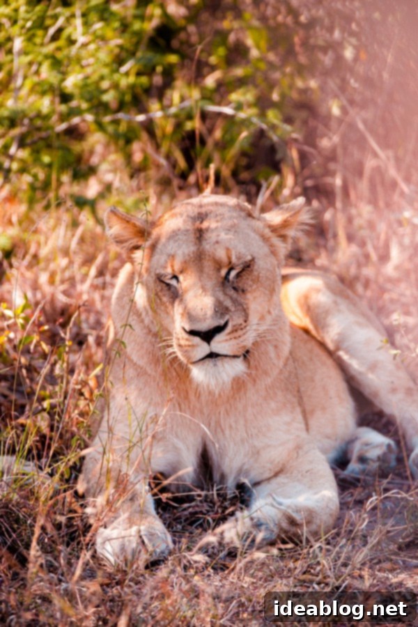 Kapama's Fifth Safari: Deep into South Africa's Wild Heart 22 Lion Cub Yawning
