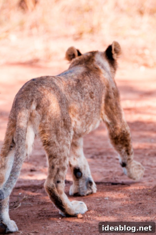 Kapama's Fifth Safari: Deep into South Africa's Wild Heart 24 Lion Cub Observing