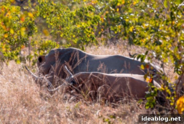 Kapama's Fifth Safari: Deep into South Africa's Wild Heart 25 White Rhinos in Kapama