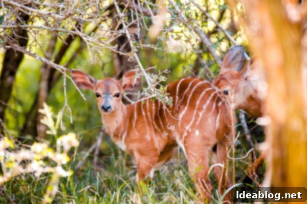 Kapama's Fifth Safari: Deep into South Africa's Wild Heart 29 Nyala Fawn Close Up