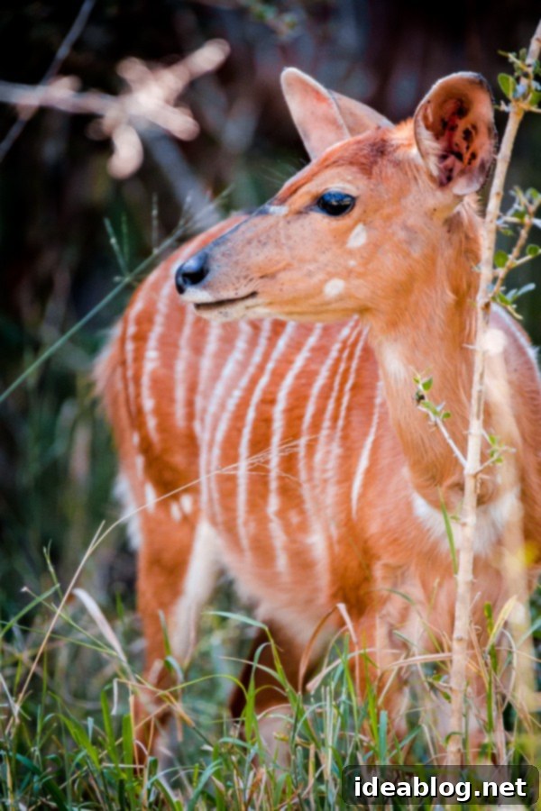 Kapama's Fifth Safari: Deep into South Africa's Wild Heart 30 Nyala Grazing