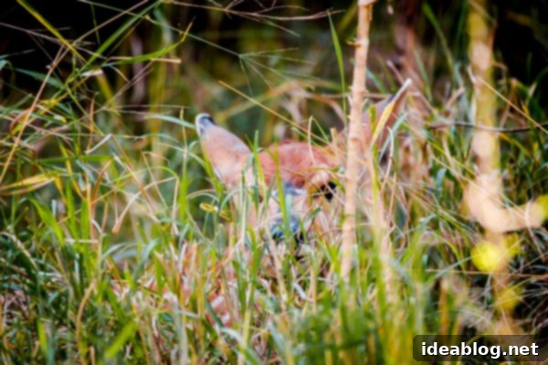Kapama's Fifth Safari: Deep into South Africa's Wild Heart 31 Nyala Mother and Fawn