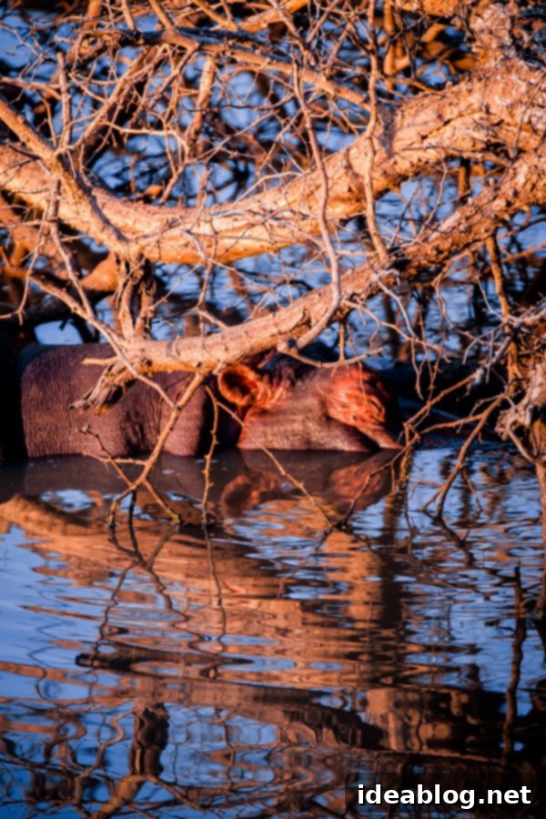 Kapama's Fifth Safari: Deep into South Africa's Wild Heart 33 Sunset Safari Drive