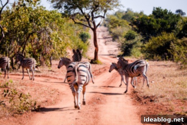 Kapama's Fifth Safari: Deep into South Africa's Wild Heart 34 Safari Vehicle at Sunset