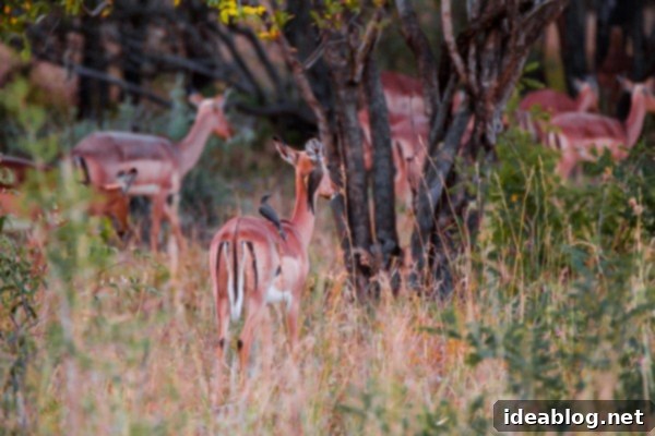 Kapama's Fifth Safari: Deep into South Africa's Wild Heart 36 Safari Guides at Sunset