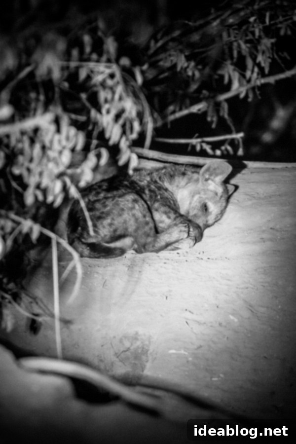 Kapama's Fifth Safari: Deep into South Africa's Wild Heart 41 Night Safari Scene