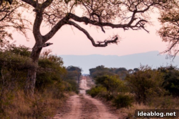 Kapama's Fifth Safari: Deep into South Africa's Wild Heart 42 Safari Vehicle in Day Light