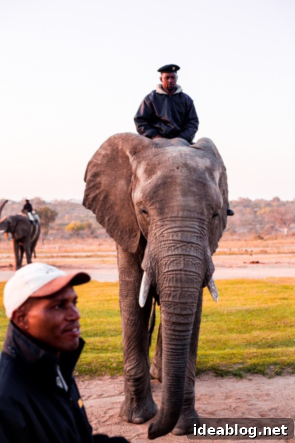 Kapama's Fifth Safari: Deep into South Africa's Wild Heart 44 Feeding Elephant