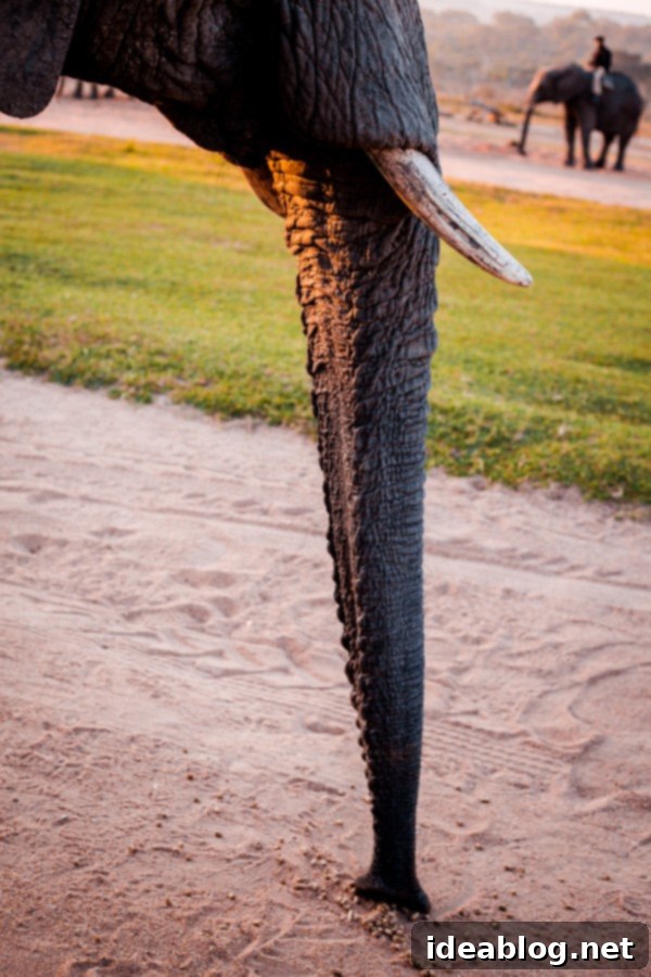 Kapama's Fifth Safari: Deep into South Africa's Wild Heart 45 Elephant Back Safari Ride