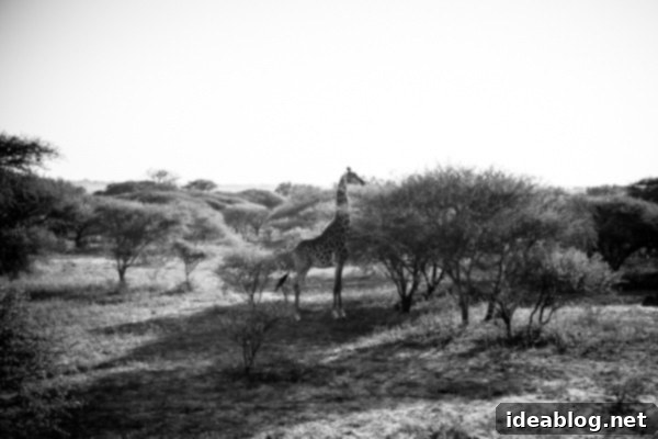 Kapama's Fifth Safari: Deep into South Africa's Wild Heart 48 Elephant Back Safari View