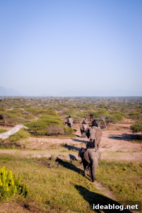 Kapama's Fifth Safari: Deep into South Africa's Wild Heart 50 Touching Elephant