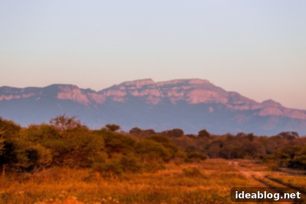 Kapama's Fifth Safari: Deep into South Africa's Wild Heart 6 Giraffe in Kapama Game Reserve