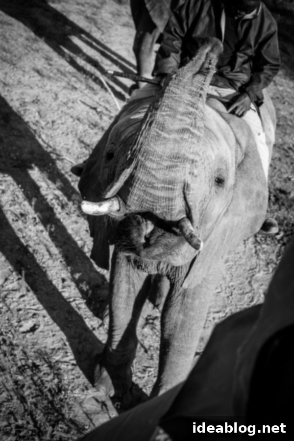 Kapama's Fifth Safari: Deep into South Africa's Wild Heart 51 Elephant Trunk Up