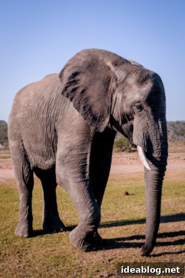 Kapama's Fifth Safari: Deep into South Africa's Wild Heart 52 Elephant Face Close Up
