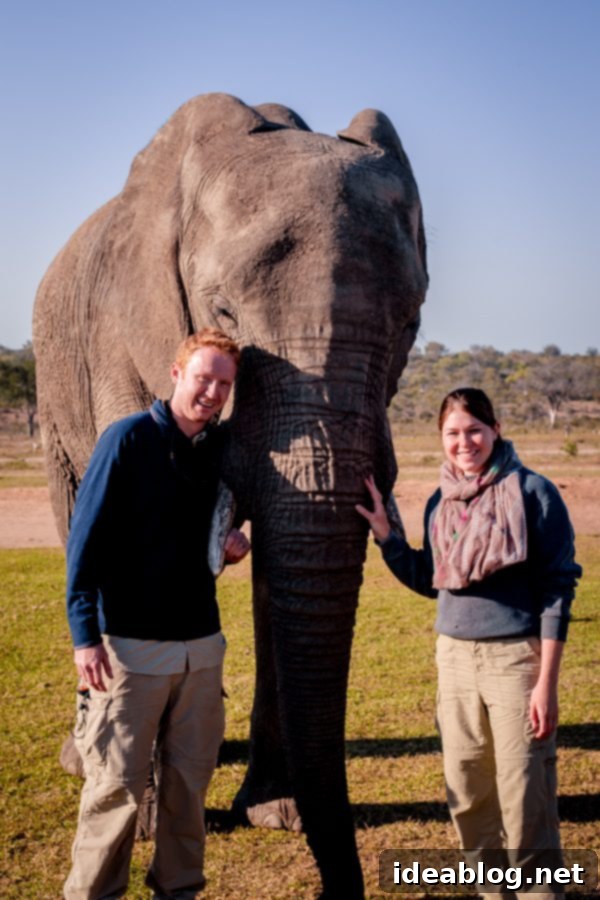Kapama's Fifth Safari: Deep into South Africa's Wild Heart 54 Elephant Feeding Close Up