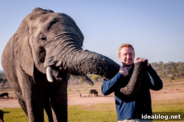 Kapama's Fifth Safari: Deep into South Africa's Wild Heart 57 Warthogs on Ground