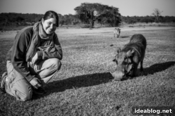 Kapama's Fifth Safari: Deep into South Africa's Wild Heart 58 Warthog Portrait