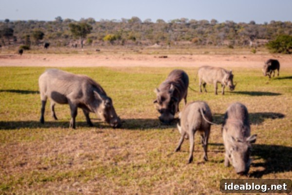 Kapama's Fifth Safari: Deep into South Africa's Wild Heart 59 Cape Buffalo Herd