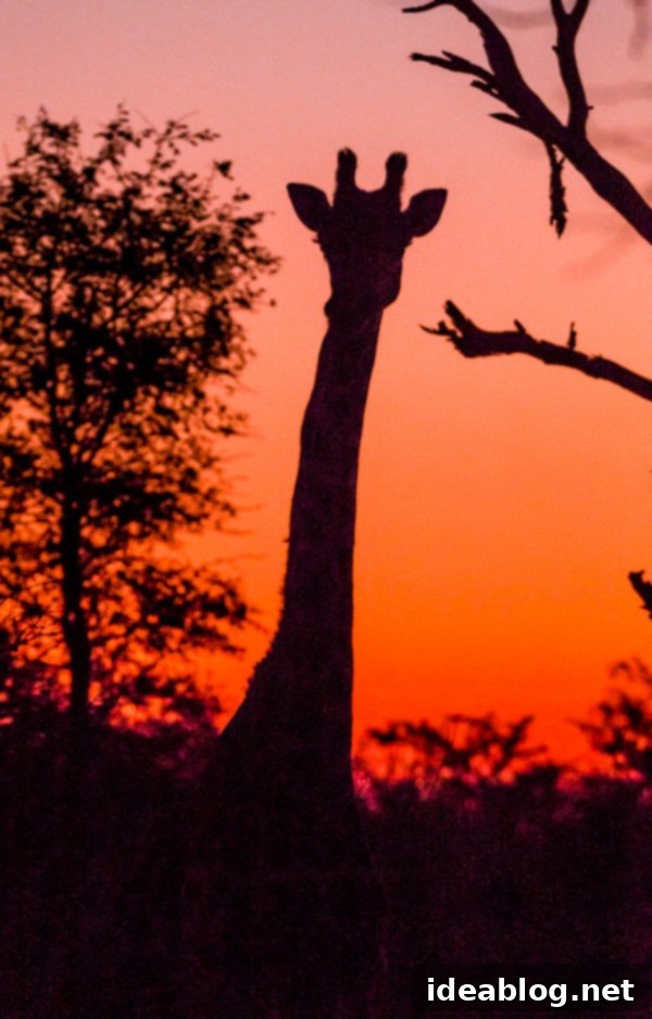 Kapama's Fifth Safari: Deep into South Africa's Wild Heart 60 Final Giraffe Encounter