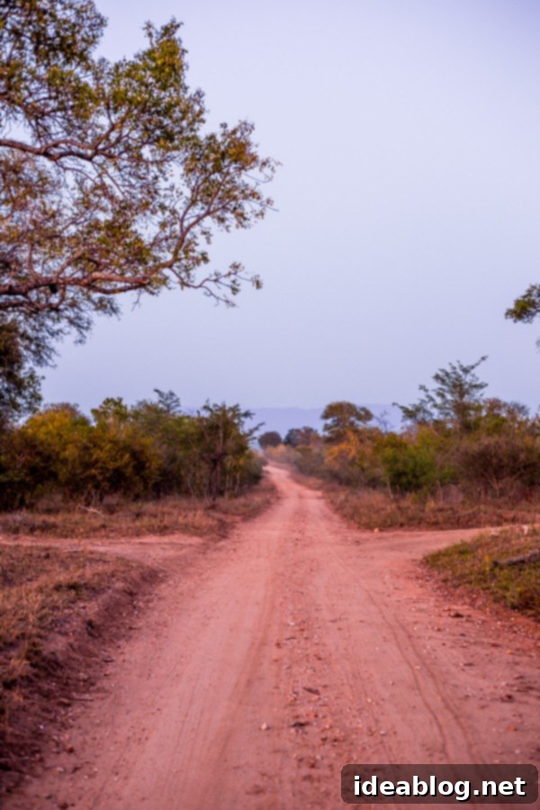 Kapama's Fifth Safari: Deep into South Africa's Wild Heart 7 Giraffe Eating from Thorn Tree