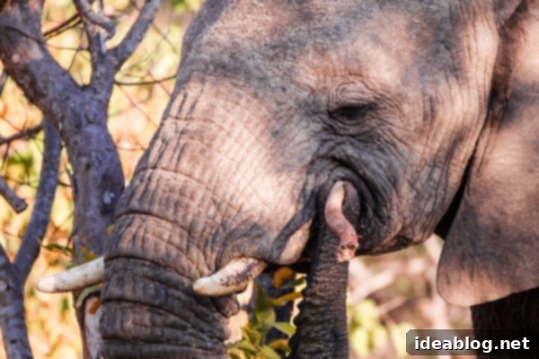 Kapama's Fifth Safari: Deep into South Africa's Wild Heart 9 Close Up Elephant Trunk