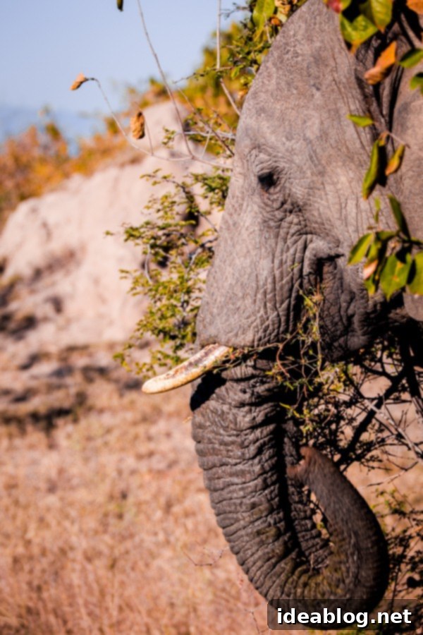 Kapama's Fifth Safari: Deep into South Africa's Wild Heart 10 Elephant Herd Grazing