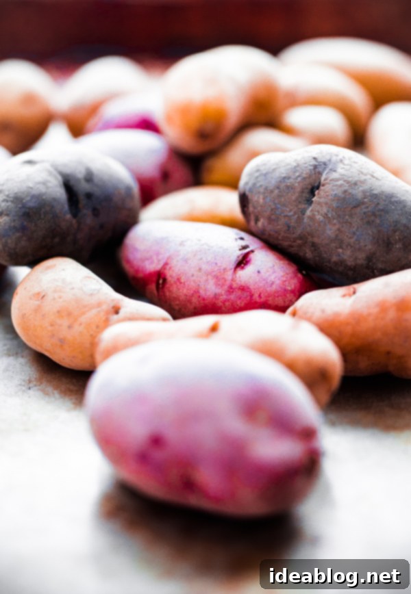A colorful assortment of red, purple, and yellow fingerling potatoes, ideal for roasting Red Purple and Yellow Fingerling Potatoes before roasting