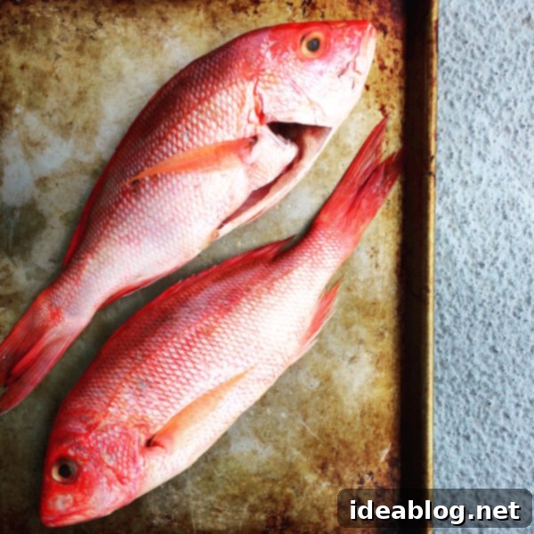 The Sunday Chronicle 2 Red Snapper, a delicious and healthy fish dish from the local market