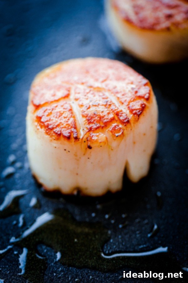 Mediterranean Scallops with Creamy Hummus & Crisp Fennel 7 Beautifully Seared Bay Scallops Ready for Serving