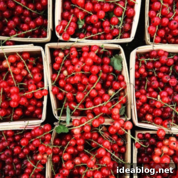 The Sunday Scroll 2 Fresh Red Currants