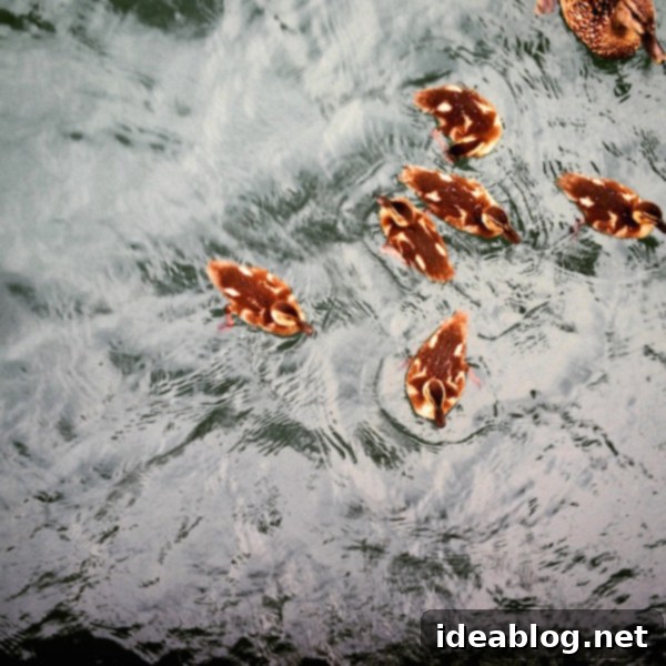 The Sunday Bloom 2 Adorable baby ducklings swimming peacefully in the Chicago River, near the bustling River Walk