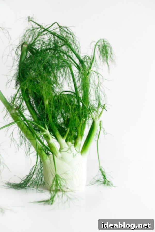 Roasted Beetroot Salad with Whipped Ricotta, Shaved Fennel, and Citrus Segments 4 Fennel Bulb