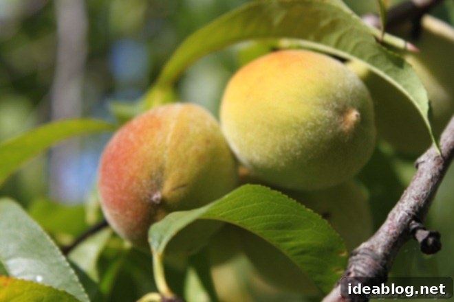 Creamy Banana Peach Smoothie 4 Peach Tree