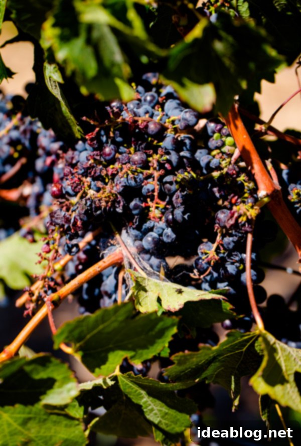Sonoma California Grapes The Girl and the Fig Sonoma California