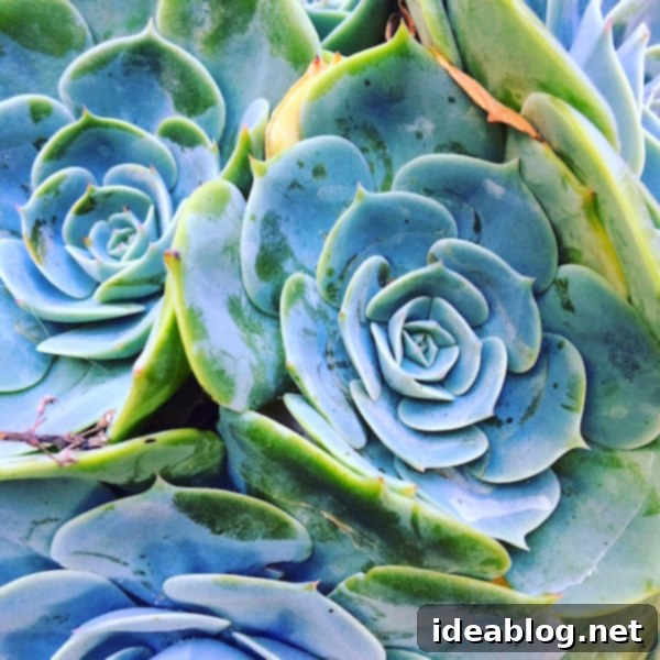Succulent Succulent