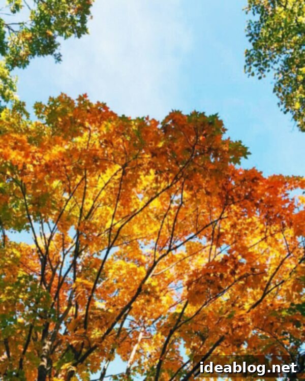The Sunday Scroll 2 Fall Foliage