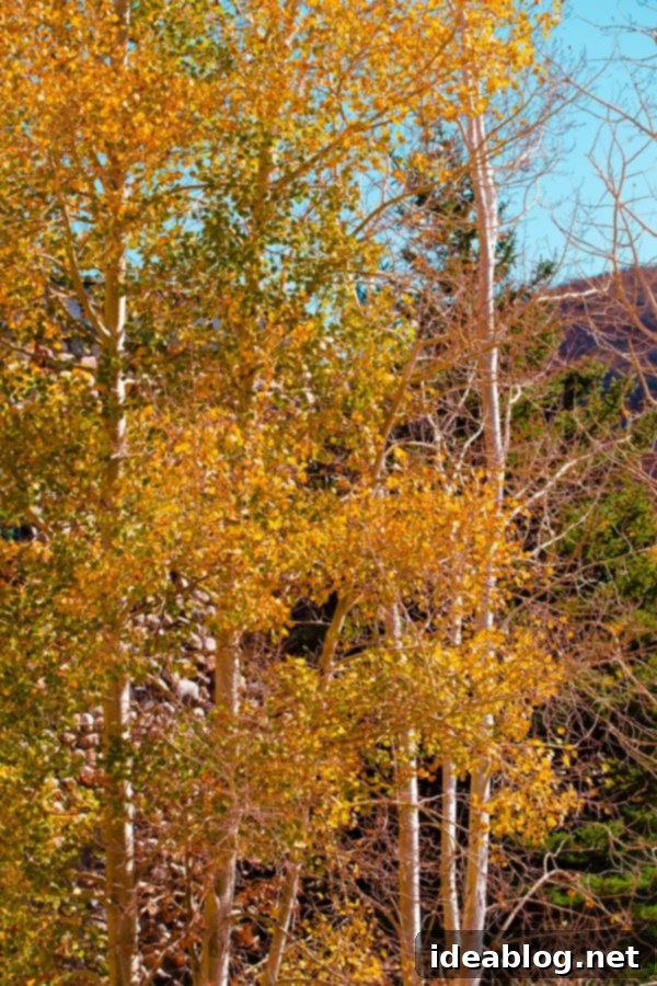 Blogging Accelerator 2015 9 Better Blog Retreat 2015 - Park City Utah