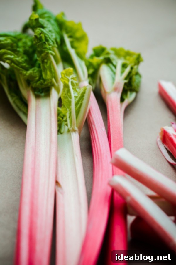 Fresh Rhubarb Stalks Close-up of freshly harvested bright pink rhubarb stalks, ideal for baking spring desserts.