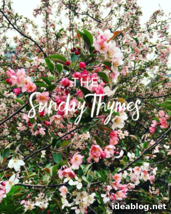 Sunday Reverie 2 Beautiful spring blooms at the dog park, symbolizing renewal and inspiration for the week's curated finds.