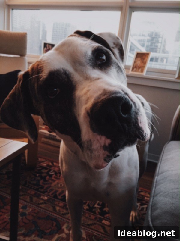 Discovering Marley 3 Marley, the sweet Catahoula Leopard mix from the Anti-Cruelty Society