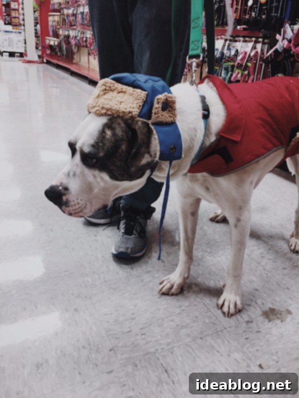 Discovering Marley 8 Marley wearing a funny winter hat at the pet store